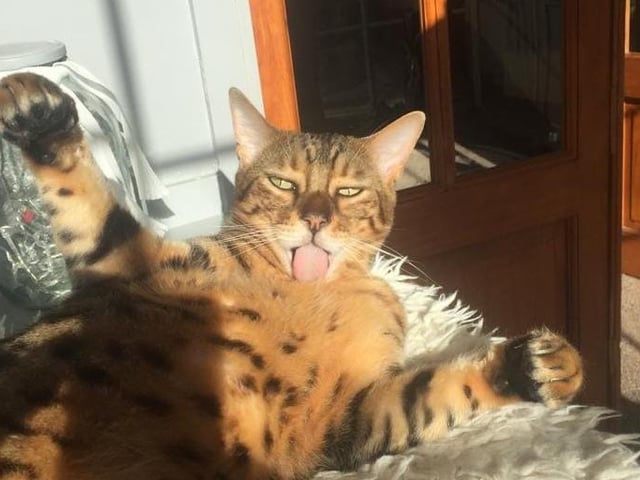 Simba takes some time for himself to enjoy the sunshine, and rightly so.