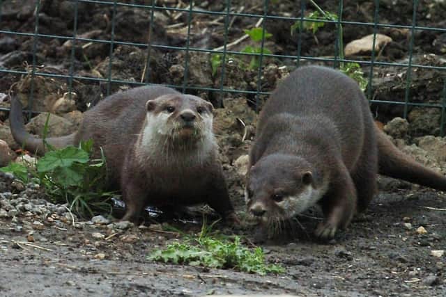 Otters are among the attractions at Washington Wetland Centre.
