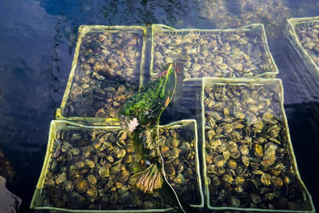 Three new oyster reefs - including one in Tyne and Wear - will be created in Britain. Picture: ZSL