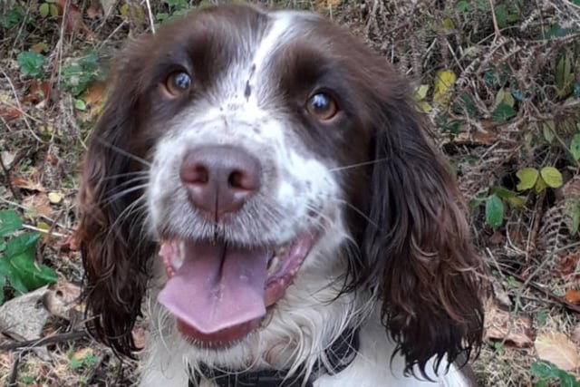 Bella is part of the search dogs team and recently helped to sniff out two illegal weapons hidden in a bed at a house in Rotherham.
