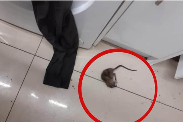 A tenant was left horrified after he found a rat in the washing machine of his Roker Avenue flat