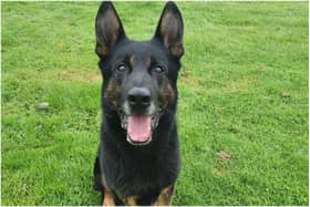 Police dog Buzz is looking for a forever home where he can enjoy his retirement.
