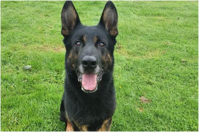 Police dog Buzz is looking for a forever home where he can enjoy his retirement.