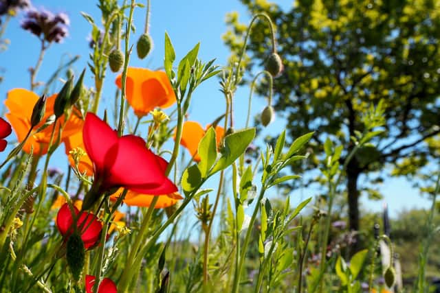 The proposals received unanimous support at a meeting of Sunderland City Council this week as part of a drive to improve biodiversity and local ecosystems.