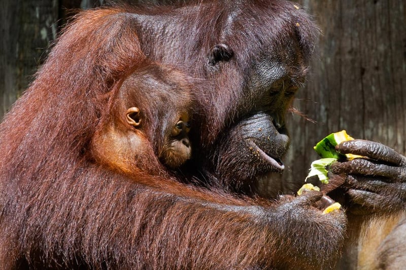 Orangutans in Borneo
"High on the bucket list trips if I had to point to one," said Michael
