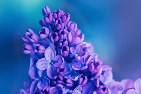Such gorgeous flowers captured by @theskysthelimit.photography