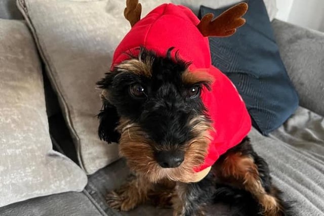 Forget Donner and Blitzen - it's reindog Bertie you want pulling the sleigh this year.