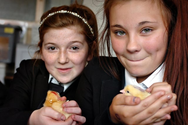 Southmoor pupils with the new stars of the school in 2012.  Year 7 pupils Lucy Milnthorp and Brooke Maddison, right, were pictured with two of the day-old chicks.
