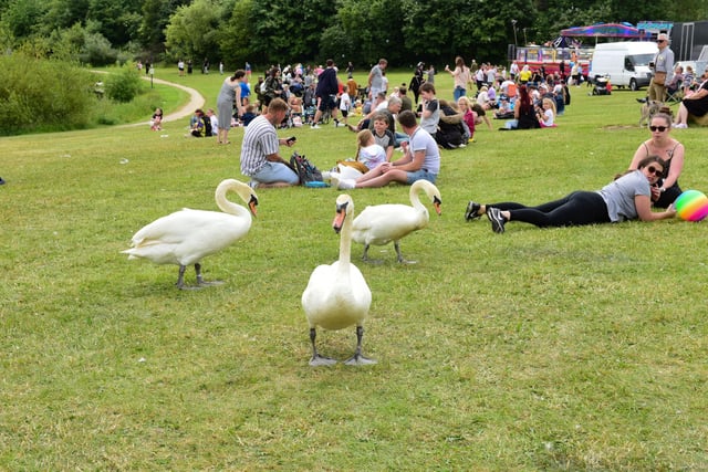 Feathered visitors at Hetton Carnival, in Hetton Country Park, on Saturday.