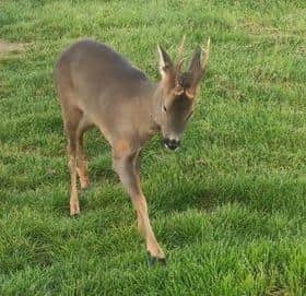 This young deer was spotted and photographed near Hylton Castle by Craig Rodgers.