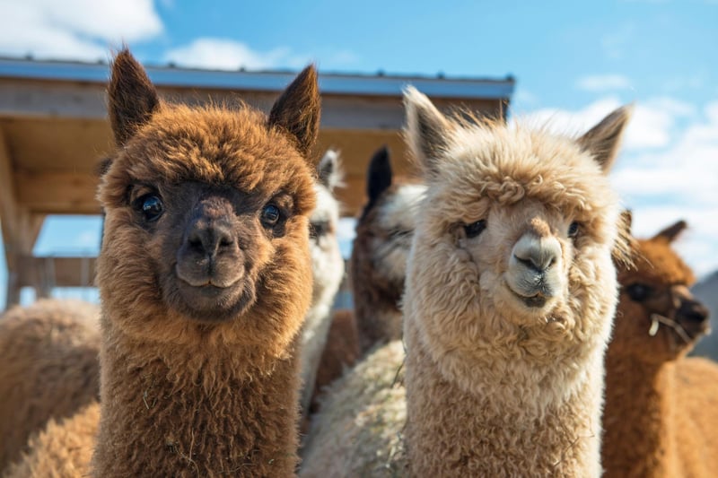 BobCat Alpacas are based at the foot of the Pentland Hills on the edge of Edinburgh. The owners hope to offer people the chance to enjoy a 90 minute trek with their animals when restrictions ease on April 26.