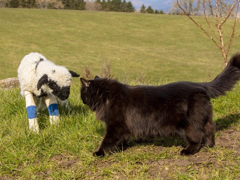 Gia was born nearly three weeks ago, but was rejected by mum Mia due to nerve damage caused to her front legs.