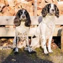 Willow and Bobby from Seaham were the winners in last year's Canine Critics competition