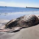 Berwick Coastguard Rescue Team shared a photo of the dead whale washed up close to the towns' pier.