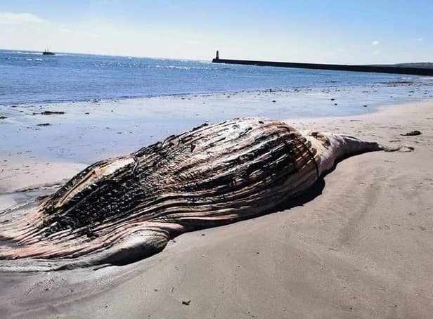 Berwick Coastguard Rescue Team shared a photo of the dead whale washed up close to the towns' pier.