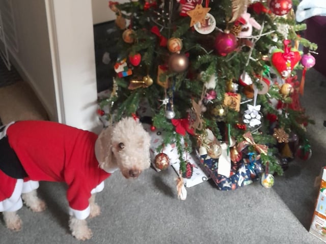 Squirrel has a free paw to help with wrapping presents, if needed.