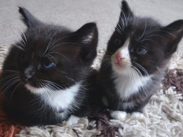 Nox and Narla's kittens are almost eight weeks old. They will get their names when they go to their forever homes soon.