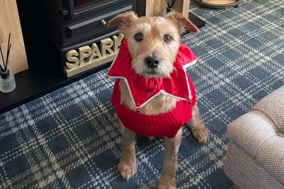 Please sir! Can we have some more pictures of Oliver in his festive finery? Doesn't he look great!