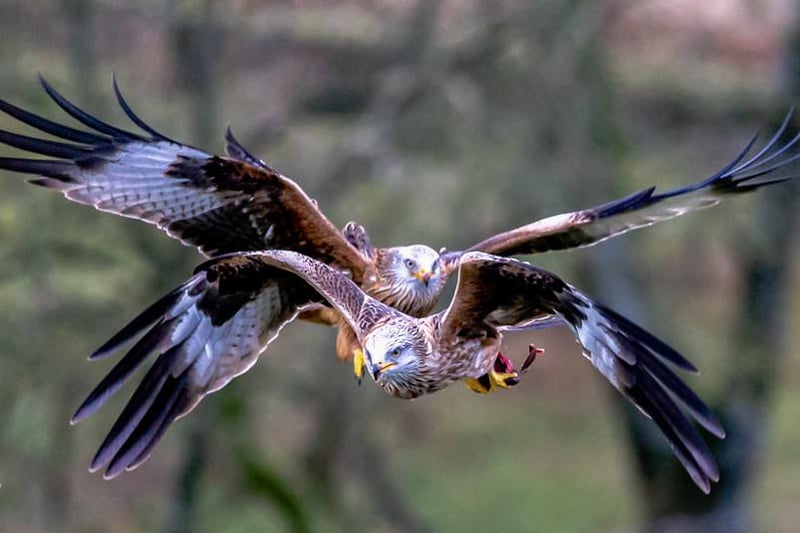 Red kites captured in the Scottish borders
