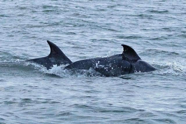 The dolphins are believed to be from Moray Firth in Scotland. Photo: Stuart Baines