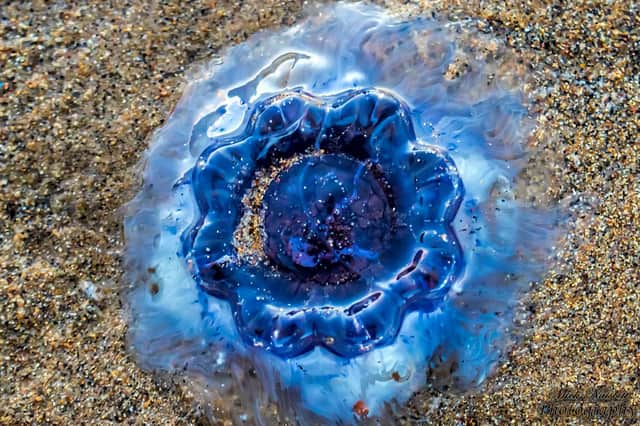 Bluefire jellyfish pictured on Ryhope beach