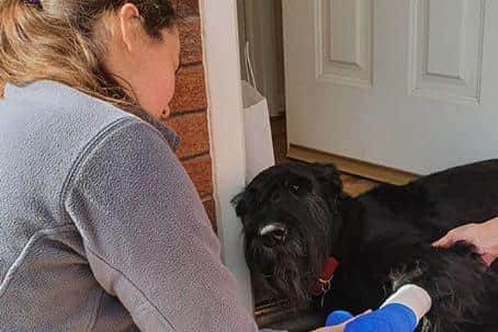 Veterinary nurse Emily Cummings treats a dog on a doorstep.