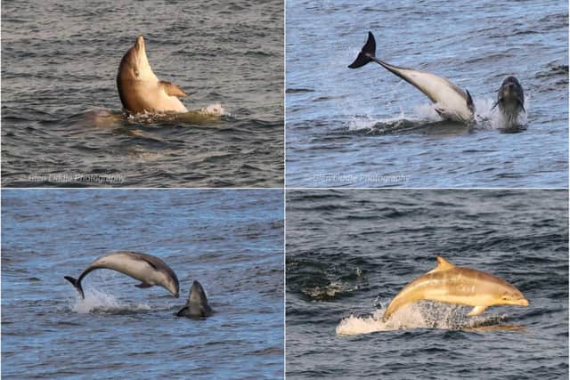 Dolphins having a great time in the sea at Roker. Pictures: Glen Liddle.