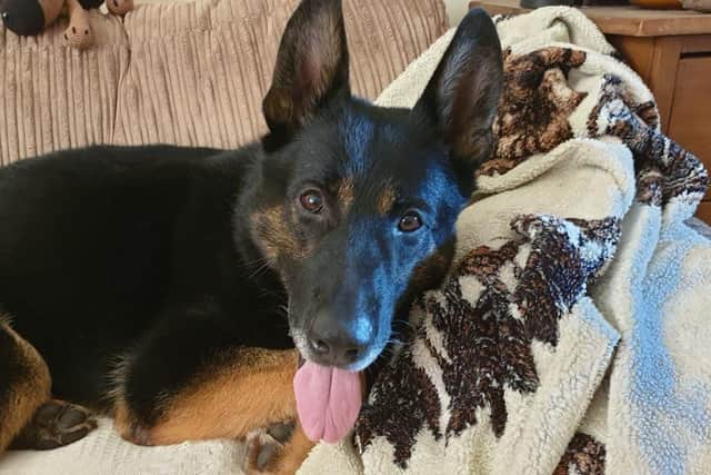 Former police dog Buzz is enjoying his retirement with his new family in Kent.