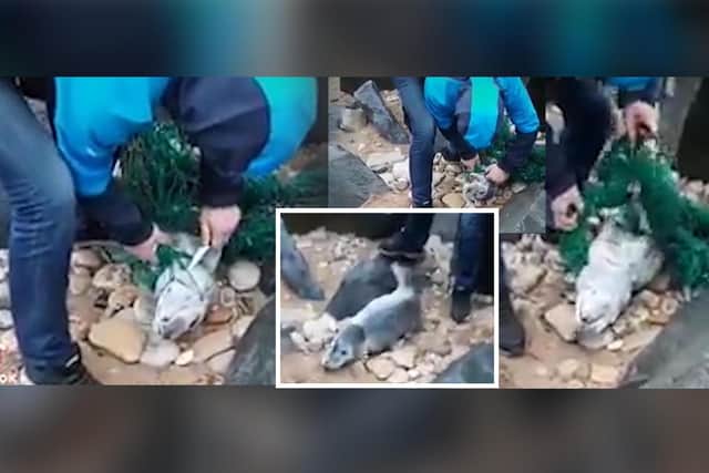 The amazon worker freed the seal which had become trapped in netting on Seaham beach