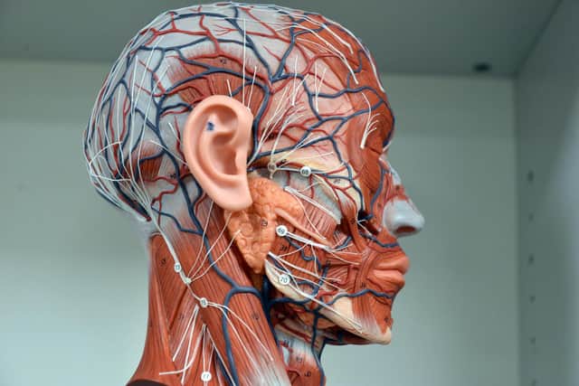 Blood vessels in the head