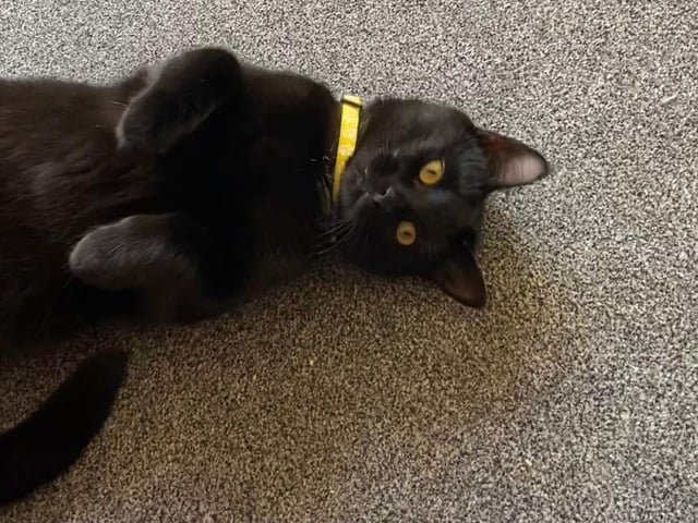 Salem knows he's cute ... he's just playing with us.