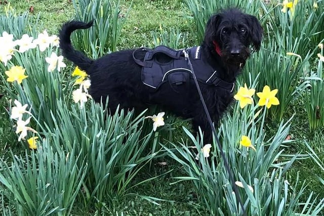 Enjoying a trot through the daffodils. Darwin the dog.