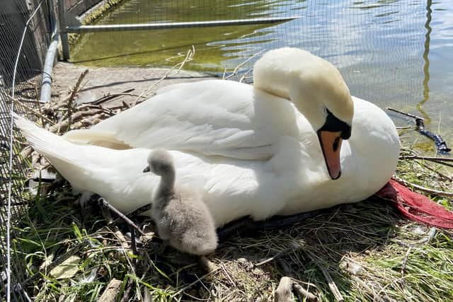 The swans have been nesting in the park since April.