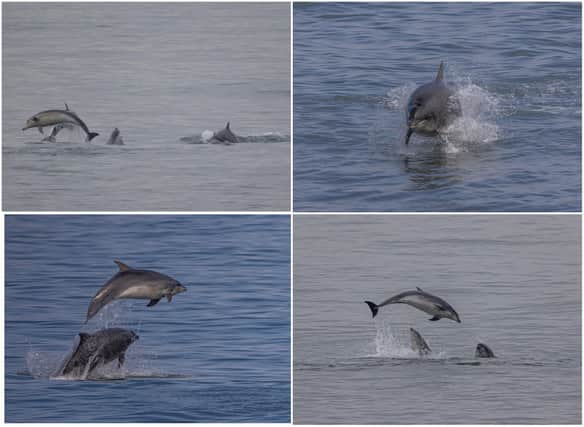 Take a look at these stunning dolphins photos.