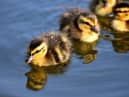 File picture of ducklings c/o Alexas_Fotos and Pixabay.