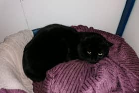 Bagheera the black cat needed treatment after he was trapped in nylon twine in Sunderland.