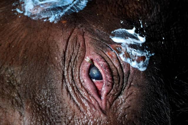 A Sumatran elephant calf receives medical attention at the Saree elephant conservation centre in Saree, Aceh province on February 15, 2021, following the three week-old pachyderm's rescue in Pidie district after being stuck in mud.