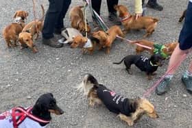 A sponsored dachshund walk is to take place in Herrington Park to raise funds as well as awareness of the horrors of the dog meat trade.