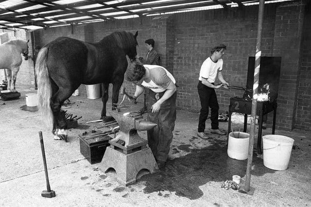 A Vaux horse shoeing contest under way in 1987.