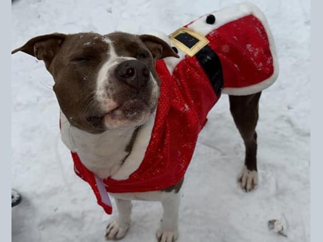 Pablo knows he's one of the smartest Santa Paws in town ...