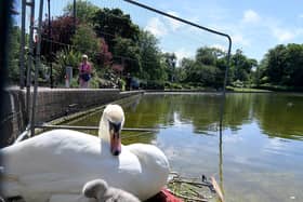 Swan with her cygnet in Roker Park.