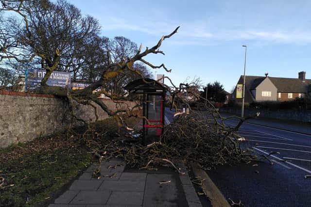 A tree brought down in the high winds in Whitburn as Storm Otto hits