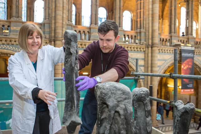 Conservators carry out an inspection of the diplodocus cast.