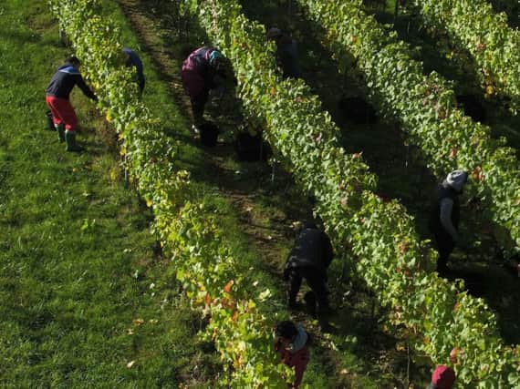 Britain could be a major wine producer and exporter by 2100, says a new study.