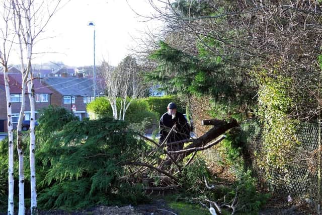 This tree has come down in the Parkside area of Seaham