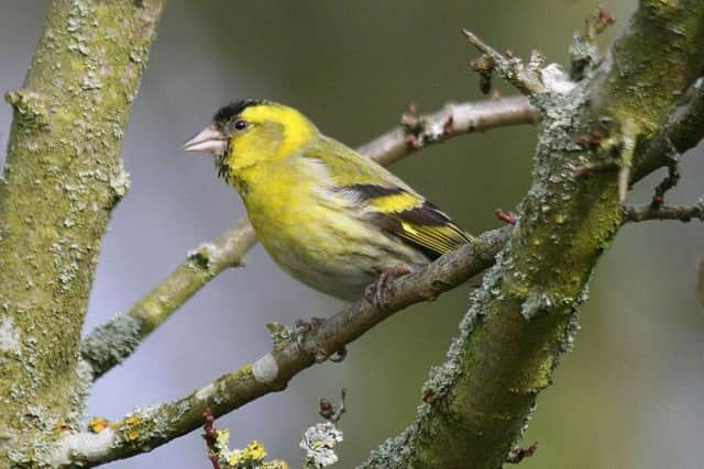 A siskin, Picture by Dougie Holden