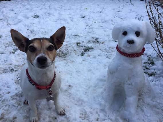 Millie with his new friend Snowy. Picture by Jayne Rowell