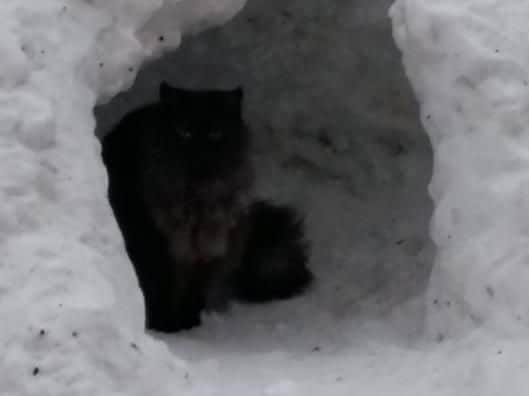 Muffin the cat shelters in an igloo. Picture by Susan Douthwaite