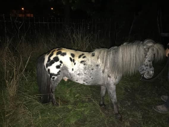 Murphy the Shetland pony was put to sleep after the shocking attack