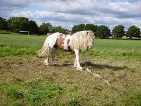Police and the RSPCA are trying to find the skewbald horse.